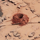 Curiosity’s first hole in over a year.